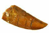 Serrated, Raptor Tooth - Real Dinosaur Tooth #297478-1